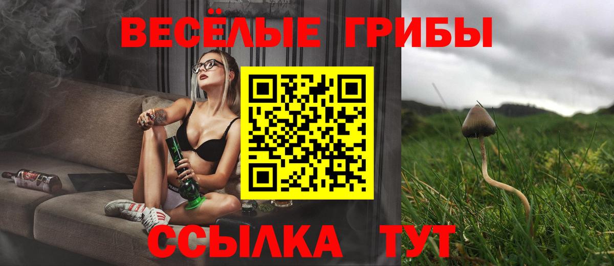 Псилоцибиновые грибы Psilocybine cubensis Киселёвск